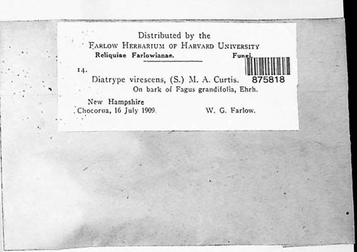 Diatrype virescens image